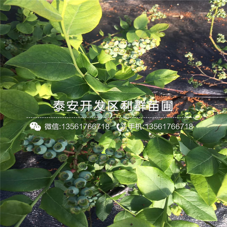 奥尼尔蓝莓苗基地、2018年奥尼尔蓝莓苗基地