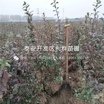 晚熟蓝莓树苗出售、晚熟蓝莓树苗基地