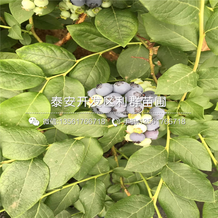 薄雾蓝莓苗多少钱一棵、薄雾蓝莓苗批发价格