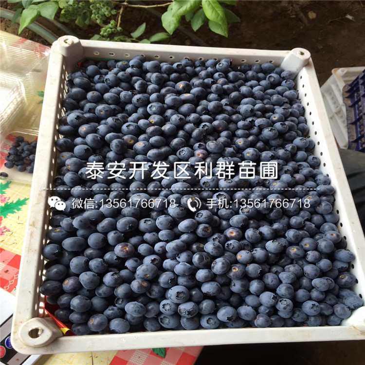 山东比乐西蓝莓树苗多少钱一棵、山东比乐西蓝莓树苗价格
