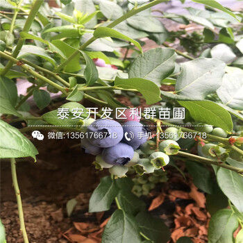 斯巴坦蓝莓苗出售价格低