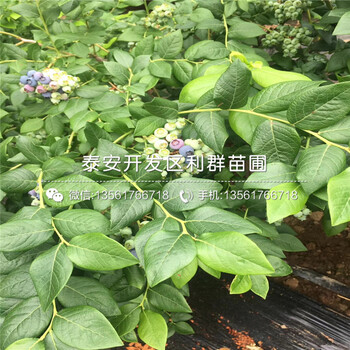 出售2年蓝莓苗批发价格是多少