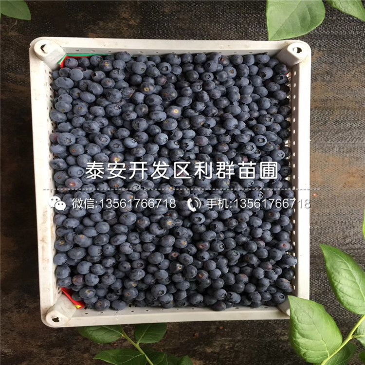 蓝金蓝莓树苗哪里便宜、2018年蓝金蓝莓树苗价格
