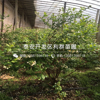2018年2018年蓝莓树苗新品种
