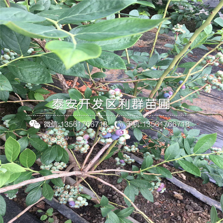 大粒星蓝莓树苗品种介绍