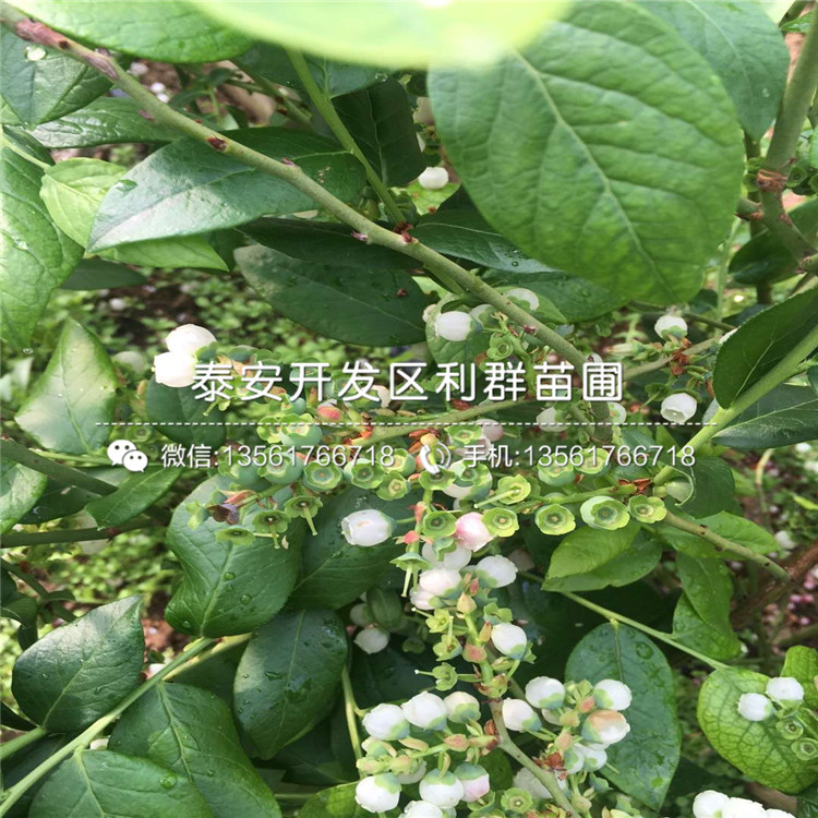 脱毒蓝莓树苗批发、脱毒蓝莓树苗多少钱一棵