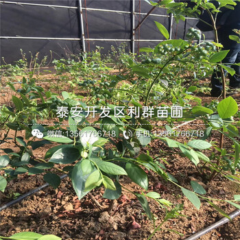 2018年康维尔蓝莓苗价格、康维尔蓝莓苗批发