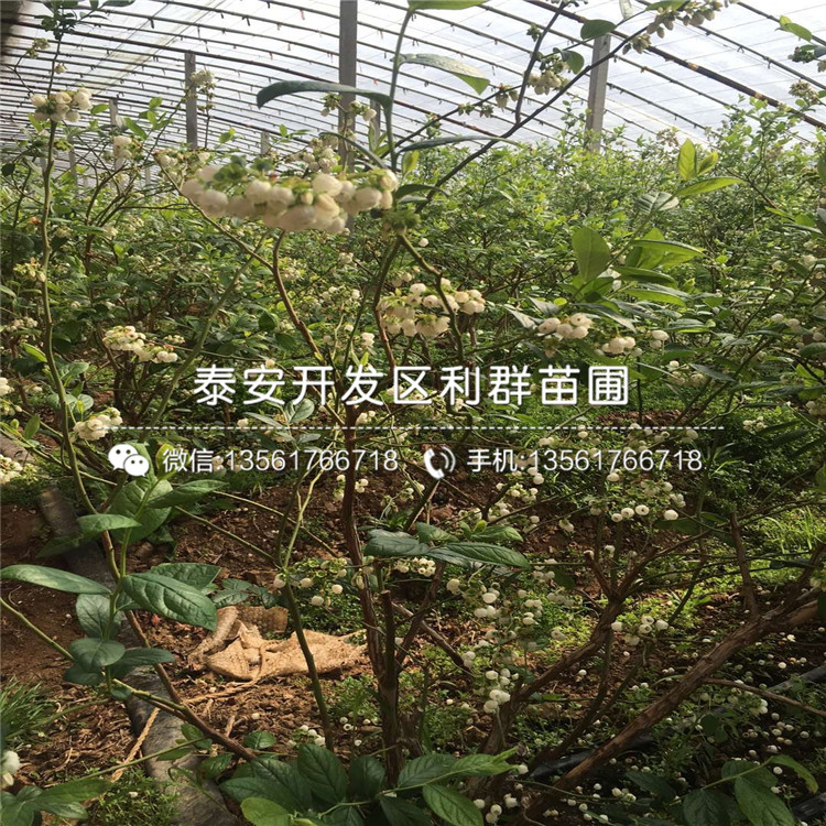 北高丛蓝莓苗种植技术