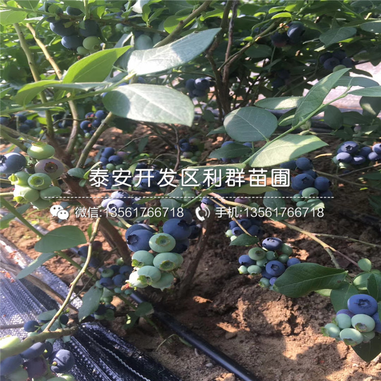 2公分蓝塔蓝莓树苗多少钱一棵