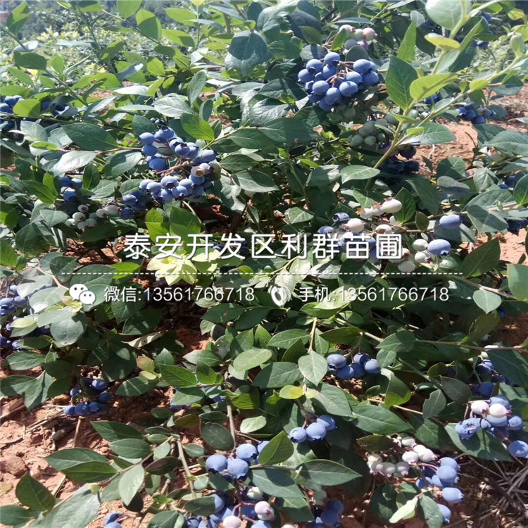 爱国者蓝莓树苗基地出售价格