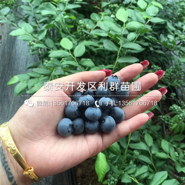 山东甜心蓝莓苗批发价格是多少