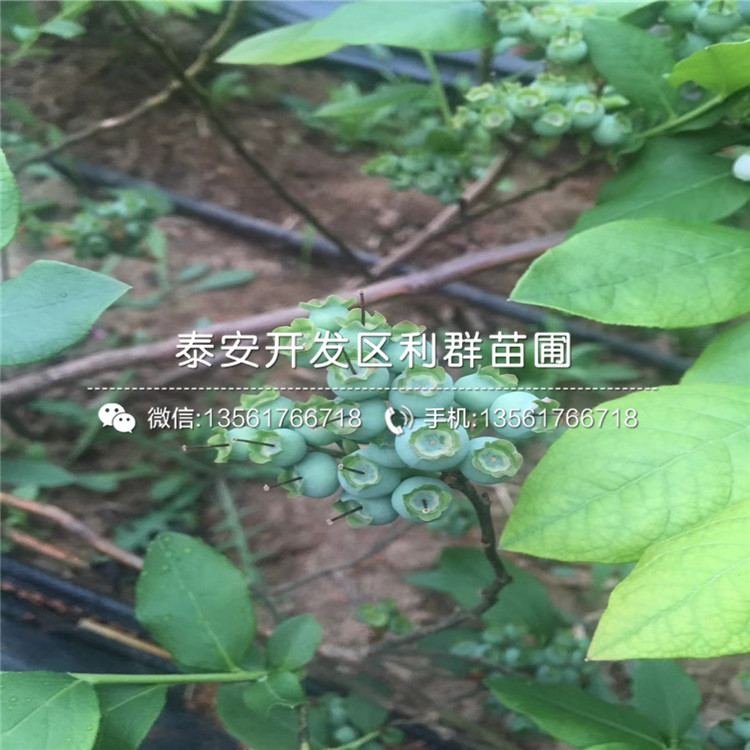 山东哈里森蓝莓树苗新品种