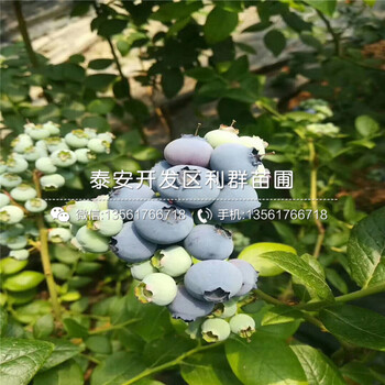 新品种脱毒蓝莓树苗、脱毒蓝莓树苗批发价格多少