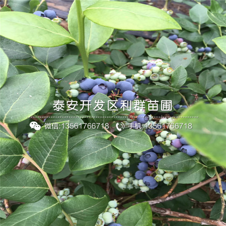 山东莱克西蓝莓树苗基地