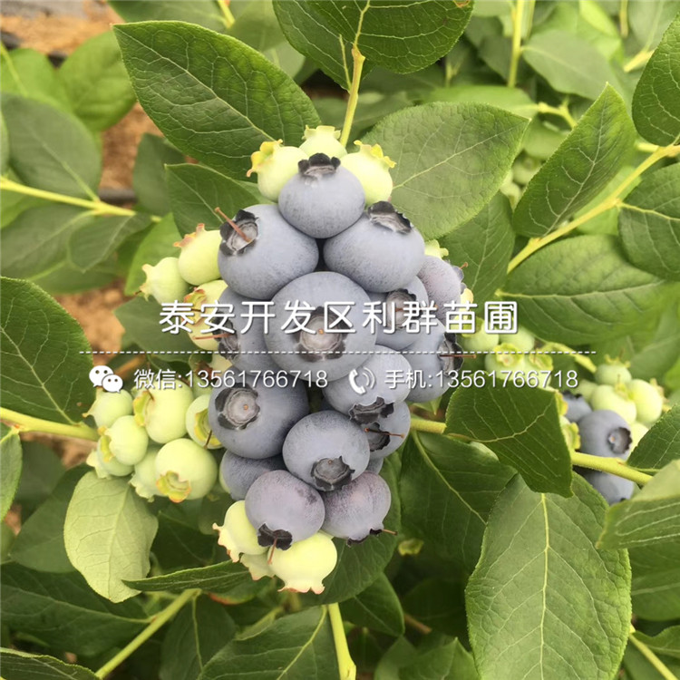 新品种陶柔蓝莓树苗、陶柔蓝莓树苗批发价格是多少