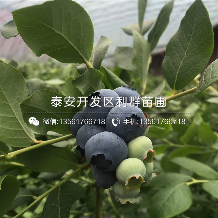 北高丛蓝莓树苗价格行情