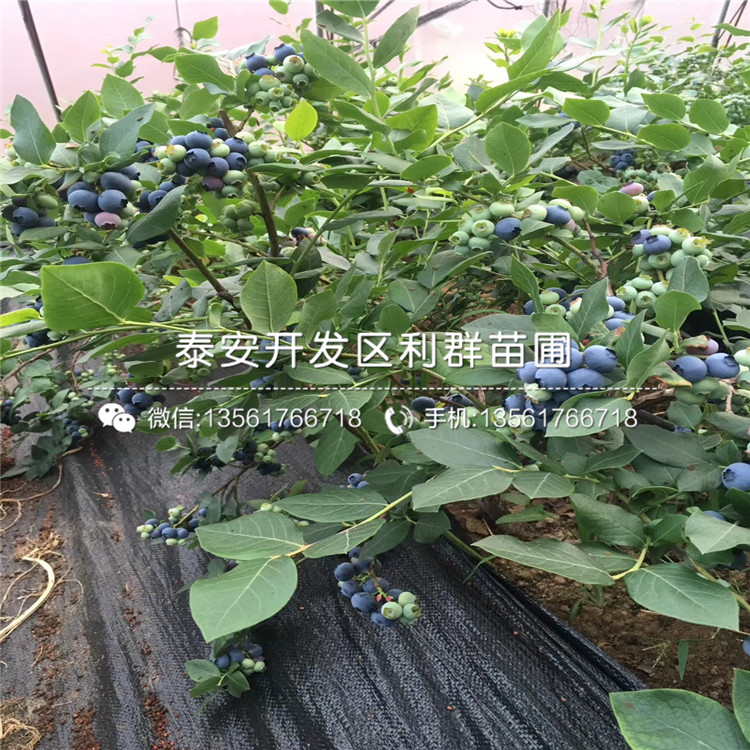 绿宝石蓝莓苗出售、绿宝石蓝莓苗格