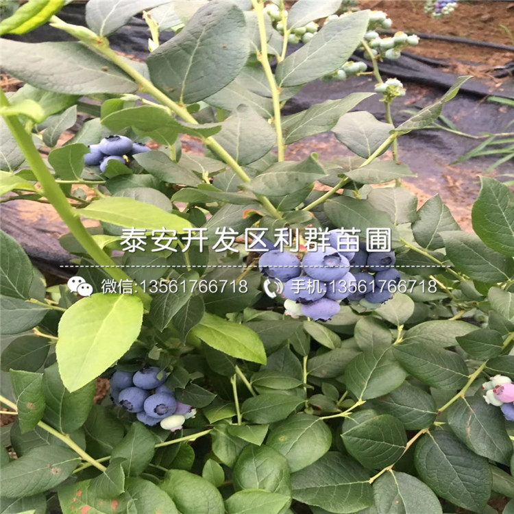 晚熟蓝莓树苗价格批发