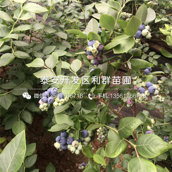 山东南蓝蓝莓树苗、南蓝蓝莓树苗多少钱一棵