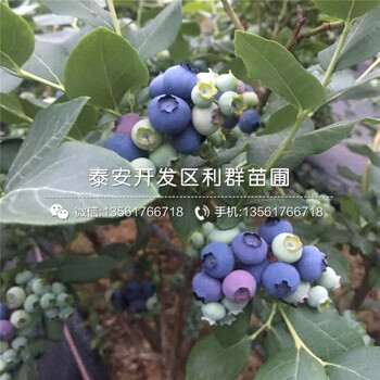 赫伯特蓝莓苗价格多少钱一棵