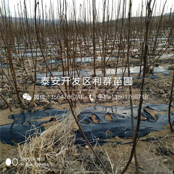 批发泰安无花果苗基地