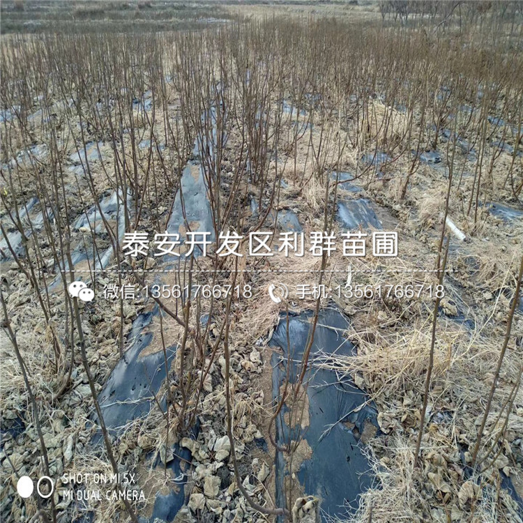 紫果无花果树苗基地、紫果无花果树苗批发价格