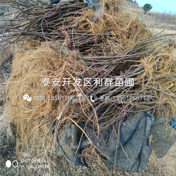 白马赛无花果苗出售、白马赛无花果苗基地