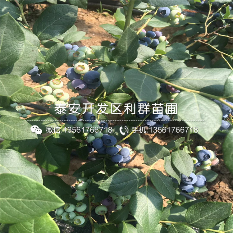 早熟蓝莓树苗市场价格