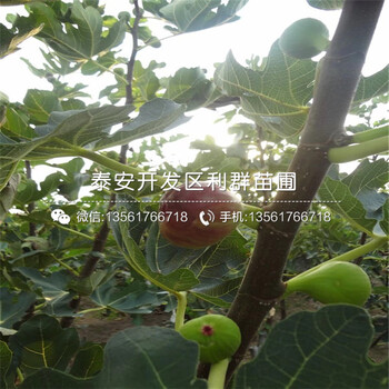 山東中國(guó)紫果無花果樹苗新品種、山東中國(guó)紫果無花果樹苗價(jià)格是多少