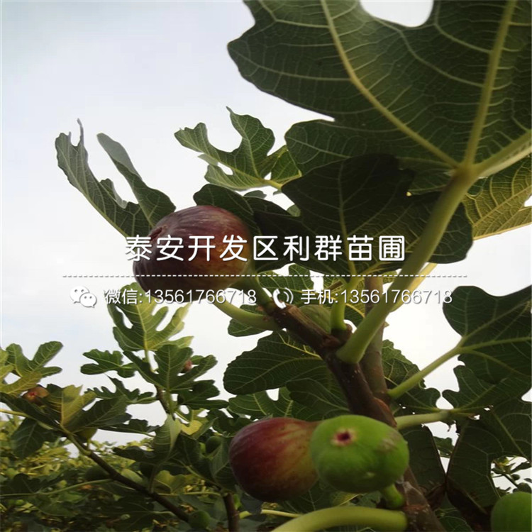 一棵白马赛无花果树苗多少钱