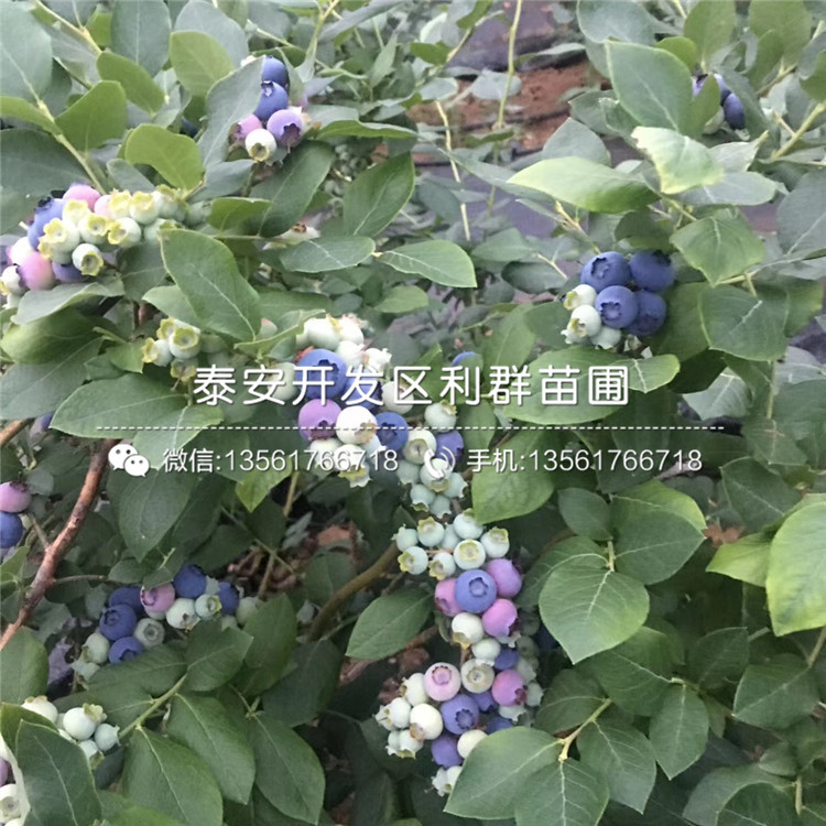 坤蓝蓝莓苗格