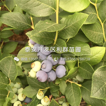 圆蓝蓝莓树苗品种、2018年圆蓝蓝莓树苗新品种
