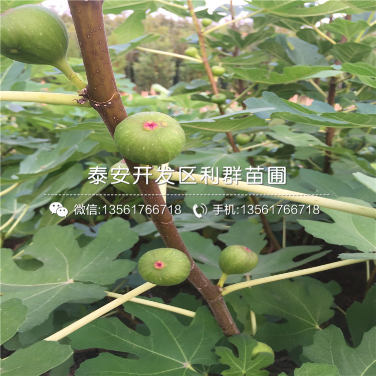 新品种无花果树苗基地