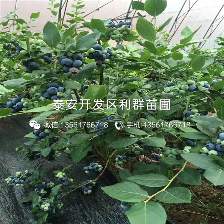 大棚顶峰蓝莓苗