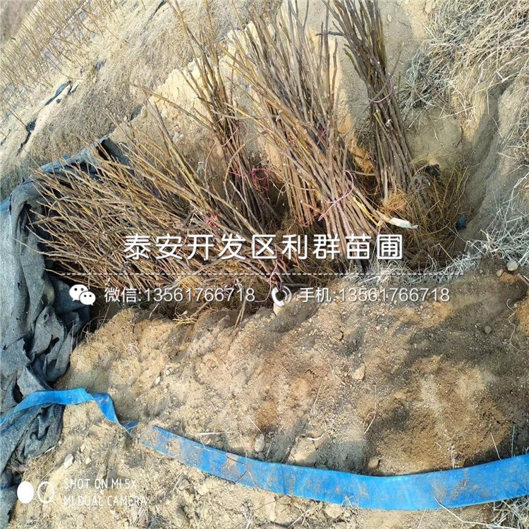 美利亚无花果树苗基地、山东美利亚无花果树苗价格