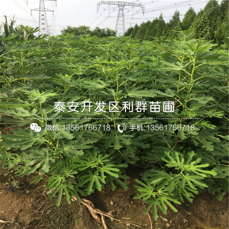 白马赛无花果苗出售、白马赛无花果苗基地