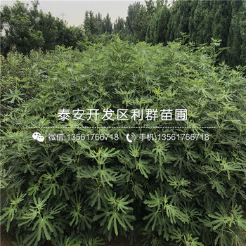 5公分无花果苗多少钱一颗