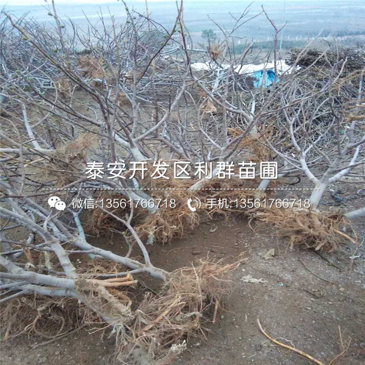 紫果无花果树苗繁育基地