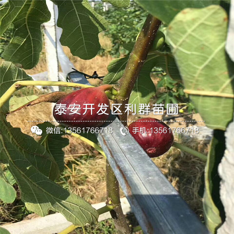 美利亚无花果树苗、美利亚无花果树苗包邮价格