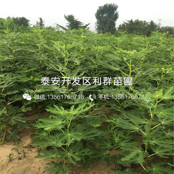 新品种紫果无花果苗出售价格