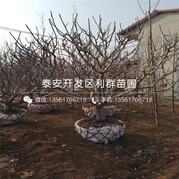 泰安无花果树苗销售价格