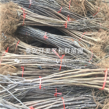 批发大青皮无花果苗出售基地