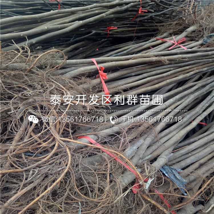 新品种无花果树树苗、新品种无花果树树苗批发基地