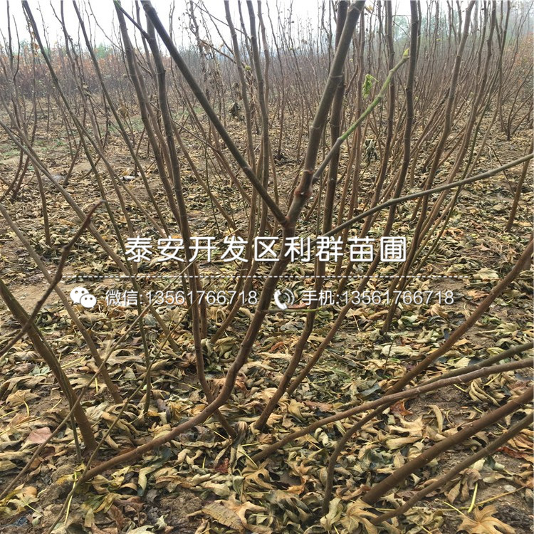 亚当无花果树苗品种、亚当无花果树苗价格是多少