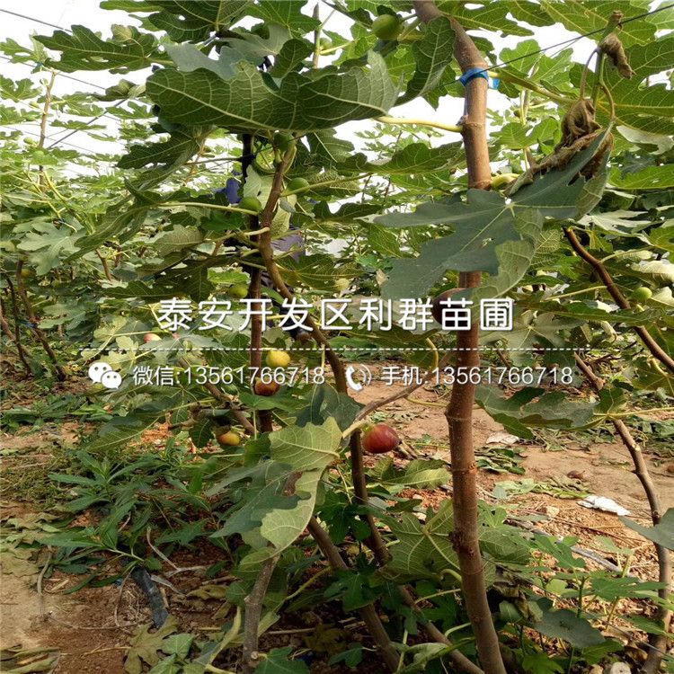 青皮无花果树苗价格、2018年青皮无花果树苗出售