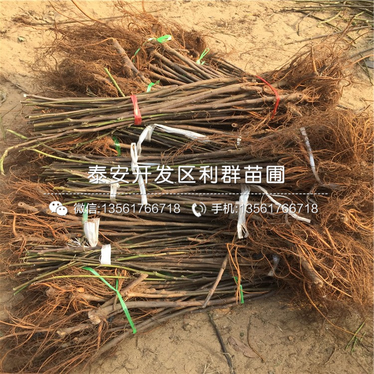 山东大青皮无花果苗基地