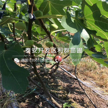 新品种中农寒优无花果树苗出售