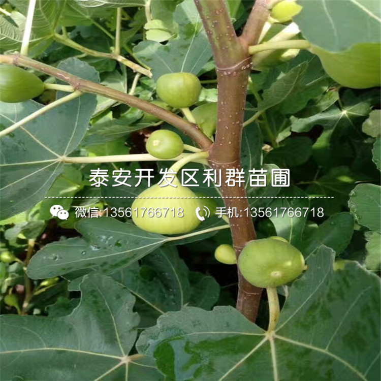 2018年新疆早黄无花果树苗批发基地