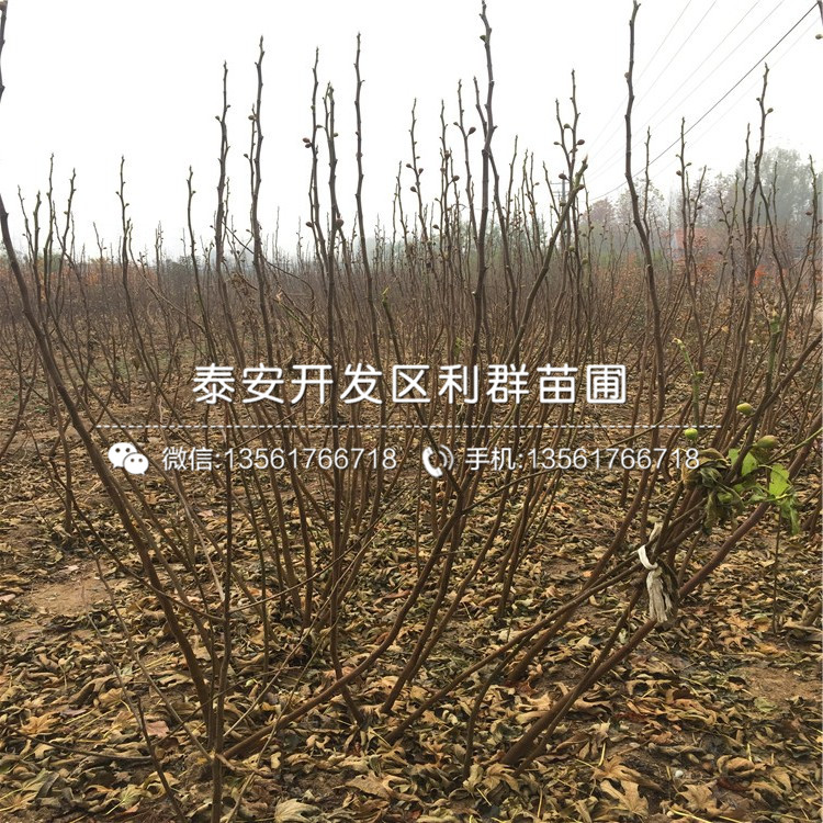 出售无花果树树苗出售价格