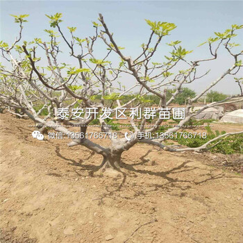 紫色波尔多无花果苗批发价格、紫色波尔多无花果苗批发基地